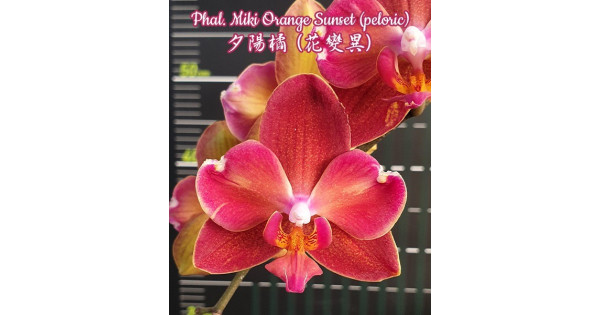 Орхидея Phal. Miki Orange Sunset бабулетка - купить, доставка Украина